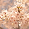 ピンクの桜