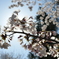 陰と桜と