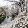 京都・高瀬川・桜