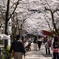 桜トンネル