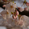 花見