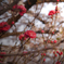 桜の横