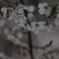 開花・・
