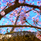 sakura1