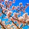 sakura2