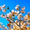 sakura3