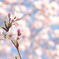 桜の色とかおり