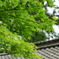 新緑のもみじ