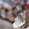桜の向く方