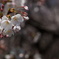 DSC00350
