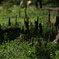 DSC00406