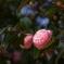 DSC00410