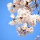 青空×桜咲