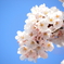 青空×桜咲