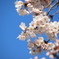 青空×桜咲