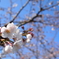 青空×桜咲