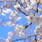 青空×桜咲