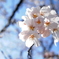 青空×桜咲