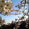 Sakura 2012