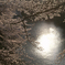 夕桜