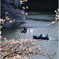 桜②
