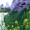 菜の花　桜