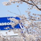 Panasonicのさくら広場にて。