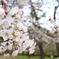 沿道の桜