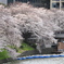 千鳥ヶ淵2012