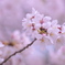 桜一枝