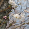 白い桜