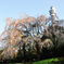 山下公園の桜
