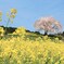 馬場の山桜