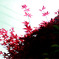 maple