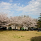空と大地と桜