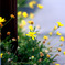 yellow2