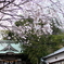 桜の似合う被写体