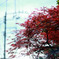 maple2