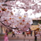 母校の桜