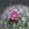 サボテンの花Ⅱ