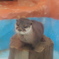 カワウソちゃん