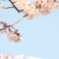 sakura2012 Vol.3