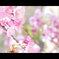 桜トピー