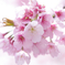 桜花爛漫