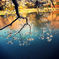 sakura8