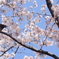 隅田川　サクラ