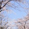 隅田川　サクラ