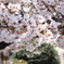 隅田川　サクラ