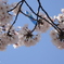 隅田川　サクラ