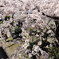 隅田川　サクラ